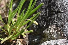 Plantago maritima juncoides