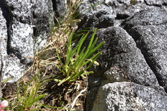 Plantago maritima juncoides