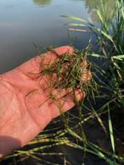 Potamogeton berchtoldii