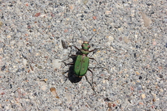 Cicindela campestris