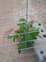 Ailanthus altissima