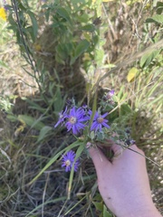 Symphyotrichum sericeum
