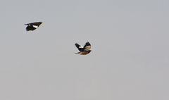 Acridotheres tristis