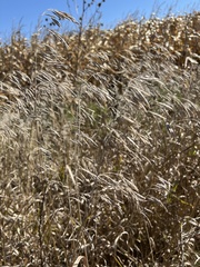Bromus inermis