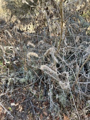 Phacelia