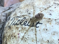 Pardosa mercurialis