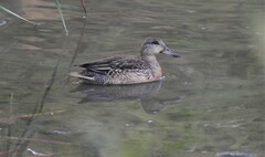 Anas crecca crecca