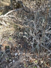 Phacelia