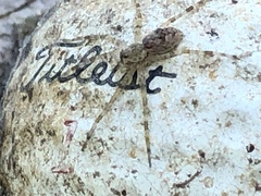 Pardosa mercurialis