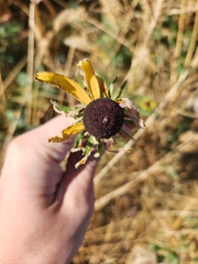 Rudbeckia hirta