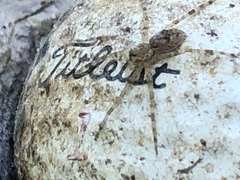 Pardosa mercurialis