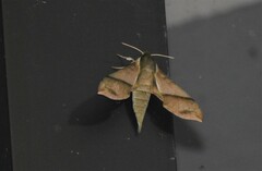 Xylophanes reussi