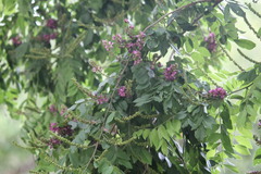 Lonchocarpus