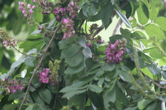 Lonchocarpus
