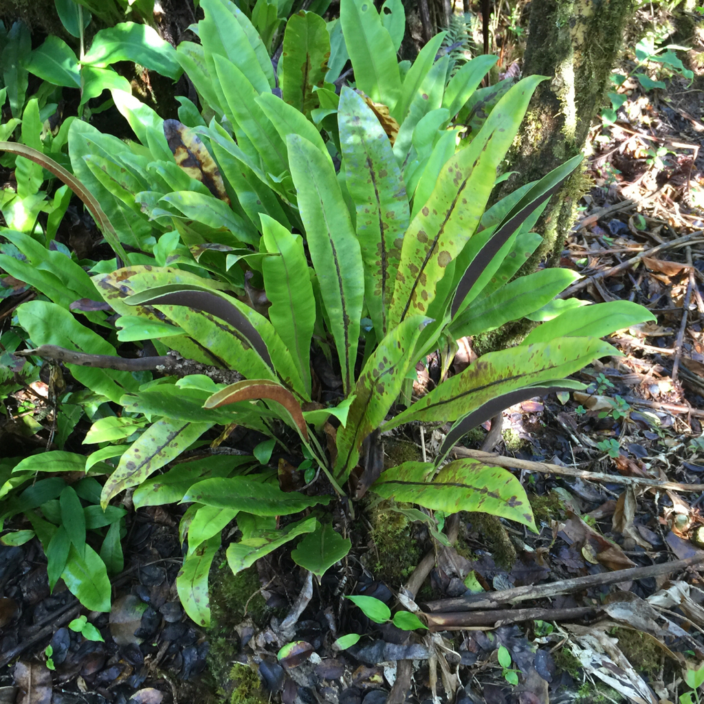 Elaphoglossum aemulum