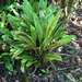 Elaphoglossum aemulum - Photo 由 colinmorita 所上傳的 (c) colinmorita，保留部份權利CC BY-NC