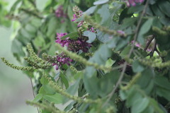 Lonchocarpus