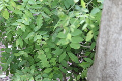 Lonchocarpus
