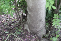 Lonchocarpus