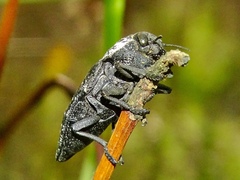 Capnodis tenebrionis