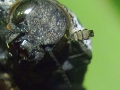 Capnodis tenebrionis