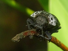 Capnodis tenebrionis