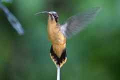Phaethornis syrmatophorus