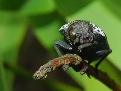 Capnodis tenebrionis