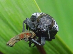 Capnodis tenebrionis