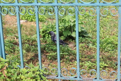 Corvus monedula