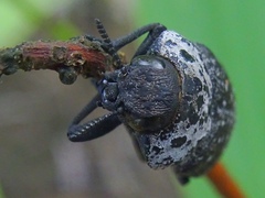 Capnodis tenebrionis