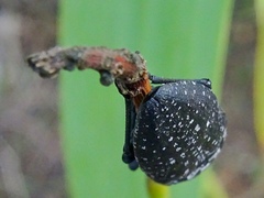 Capnodis tenebrionis