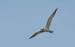 Gelochelidon nilotica