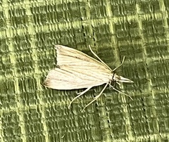 Eoreuma densellus
