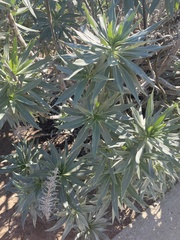 Echium