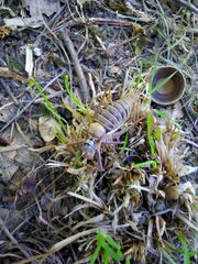 Lluciapomaresius asturiensis