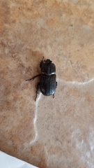 Hemiphileurus illatus