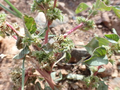 Amaranthus blitoides