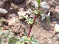 Amaranthus blitoides