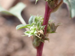 Amaranthus blitoides