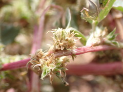Amaranthus blitoides