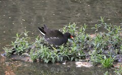 Gallinula chloropus chloropus