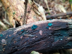 Chlorociboria