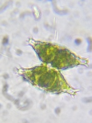 Staurastrum anatinum