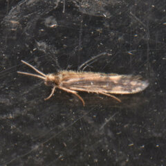 Agraylea multipunctata