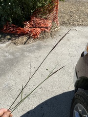 Sporobolus compositus