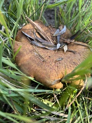Suillus pseudobrevipes