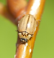 Aphidecta obliterata