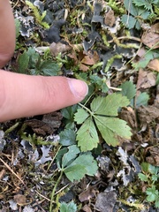 Potentilla canadensis