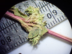 Amaranthus blitoides